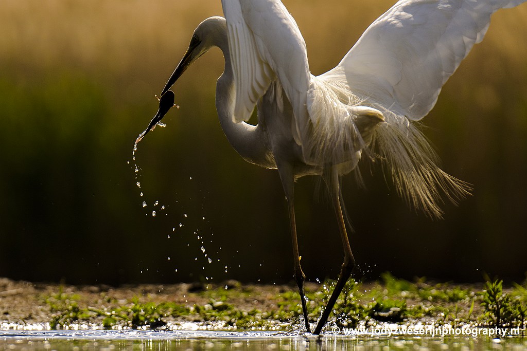 Vissende zilverreiger, Bence Mate fotohutten Hongarije, 1-6-2021
