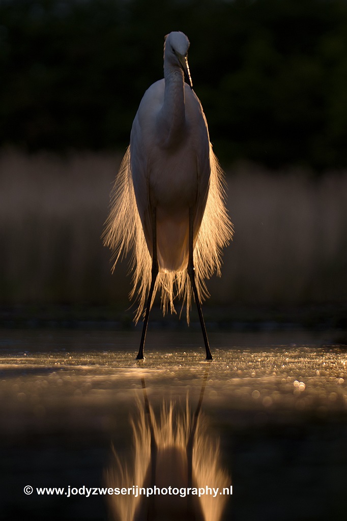 Zilverreiger, Bence Mate hides, Hongarije, 14-6-2021