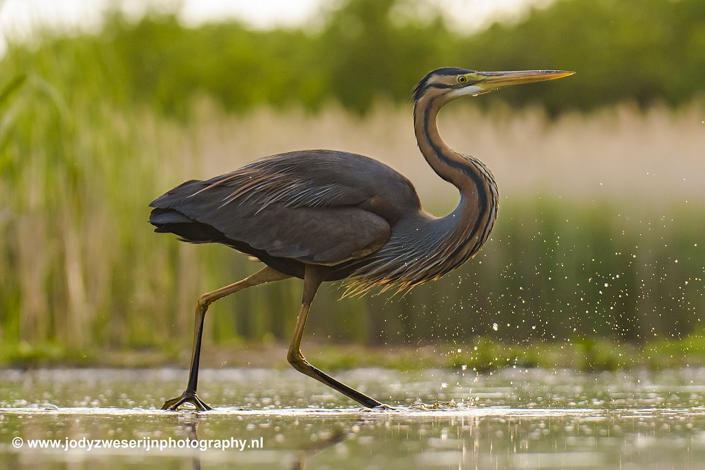 Purperreiger, Bence Mate hides Hongarije, 1-6-2021