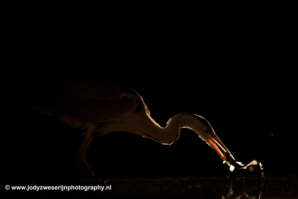 Blauwe reiger, Bence Mate hides Hongarije, 15-6-2021