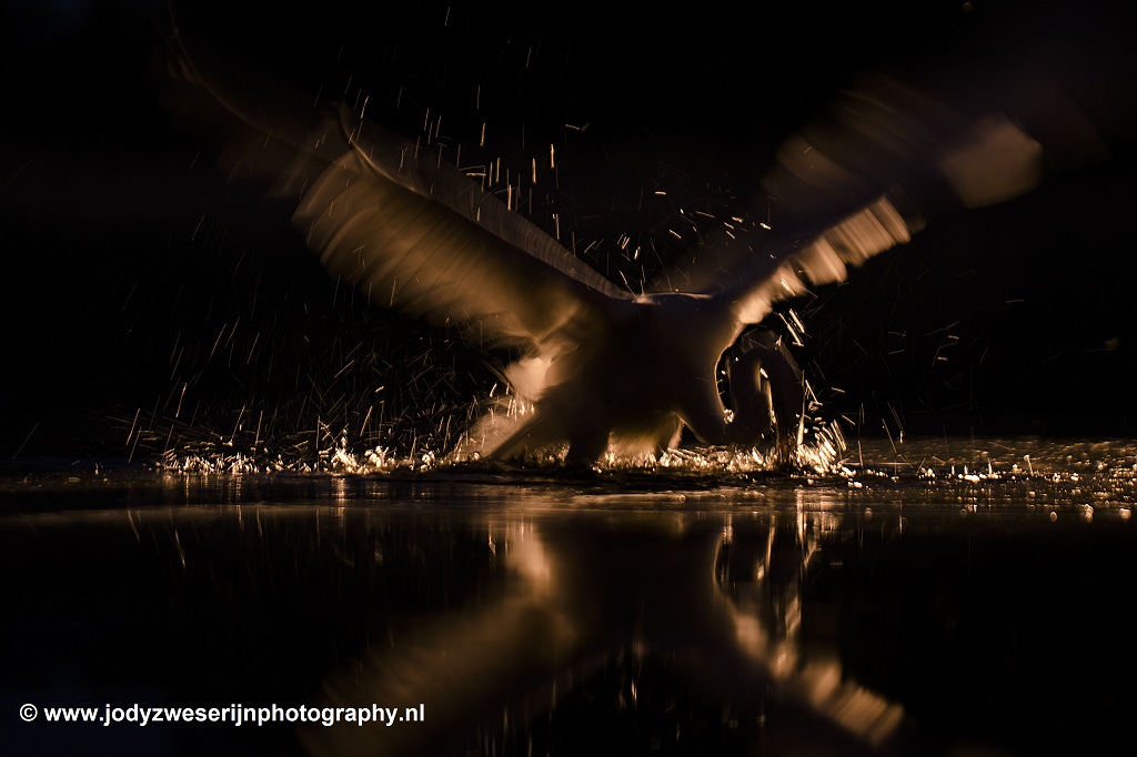 Zilverreiger, Bence Mate hides Hongarije, 15-6-2021