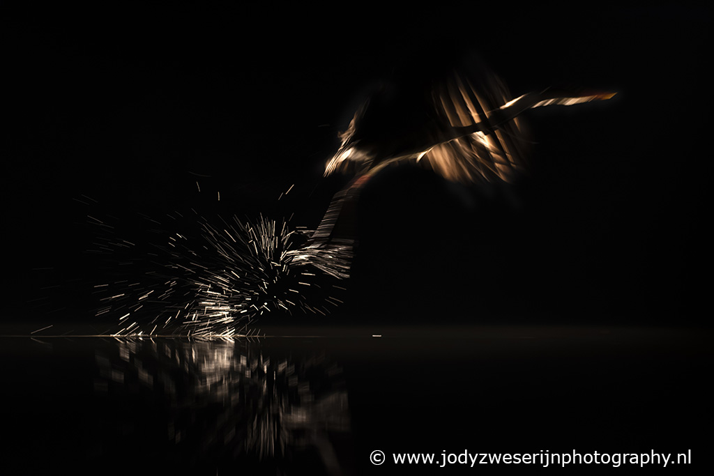 Grijze reiger, Hongarije, januari 2022