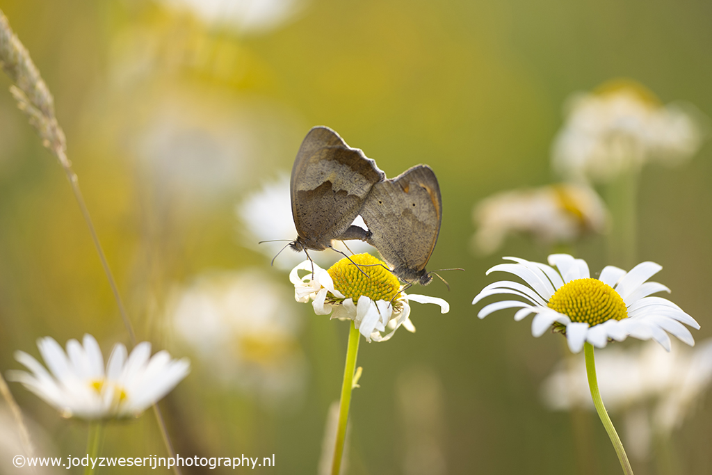 Bruin zandoogje, Brenne, Frankrijk, 7-6-2023