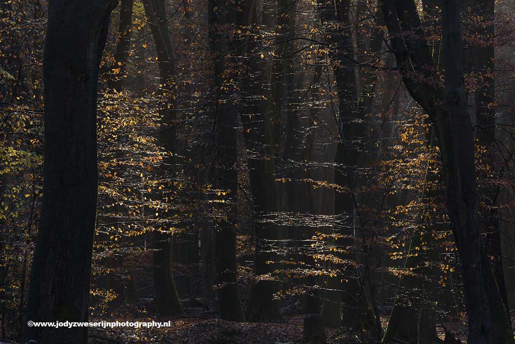 Speulderbos, Drie, november 2021