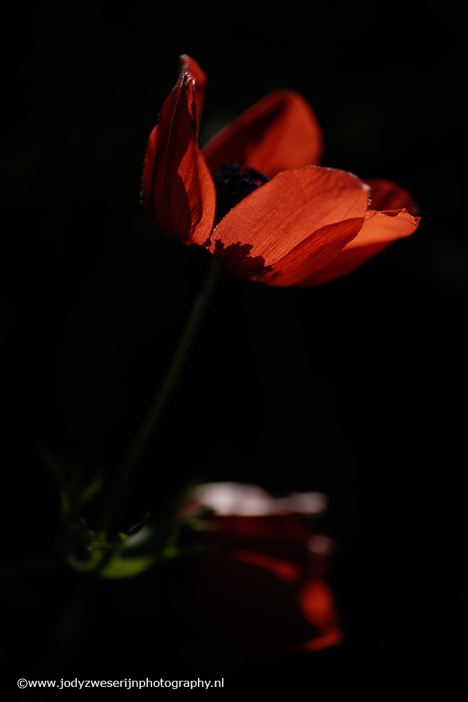 Wilde tulp, Kreta, Griekenland, 4-4-2024