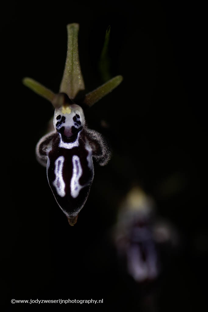 Ophrys cretica, Kreta, Griekenland, 5-4-2024