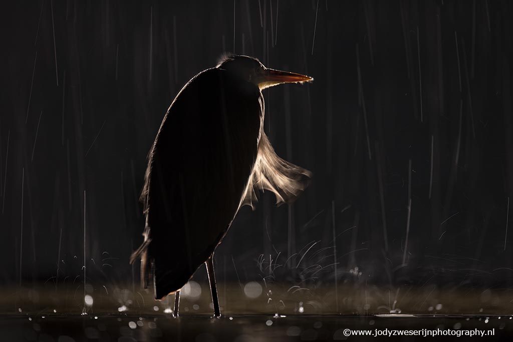 Blauwe reiger, 5-1-2022