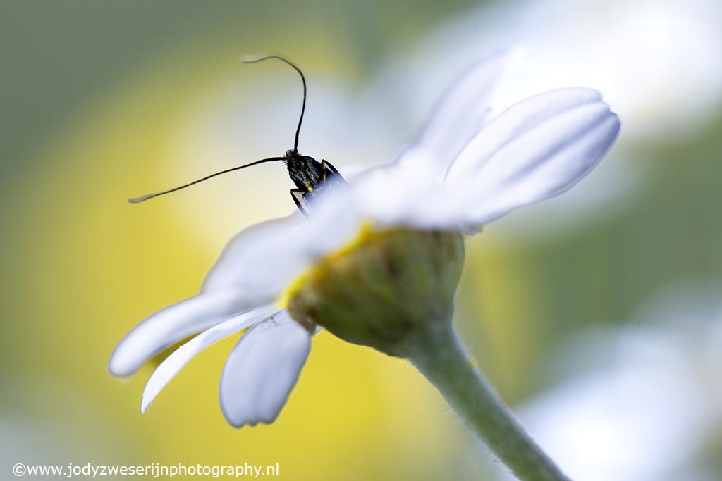 Insect op margriet, Kreta, Griekenland, 11-4-2024