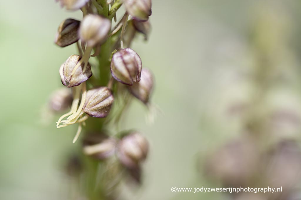 Poppenorchis, Kreta, Griekenland, 14-4-2024
