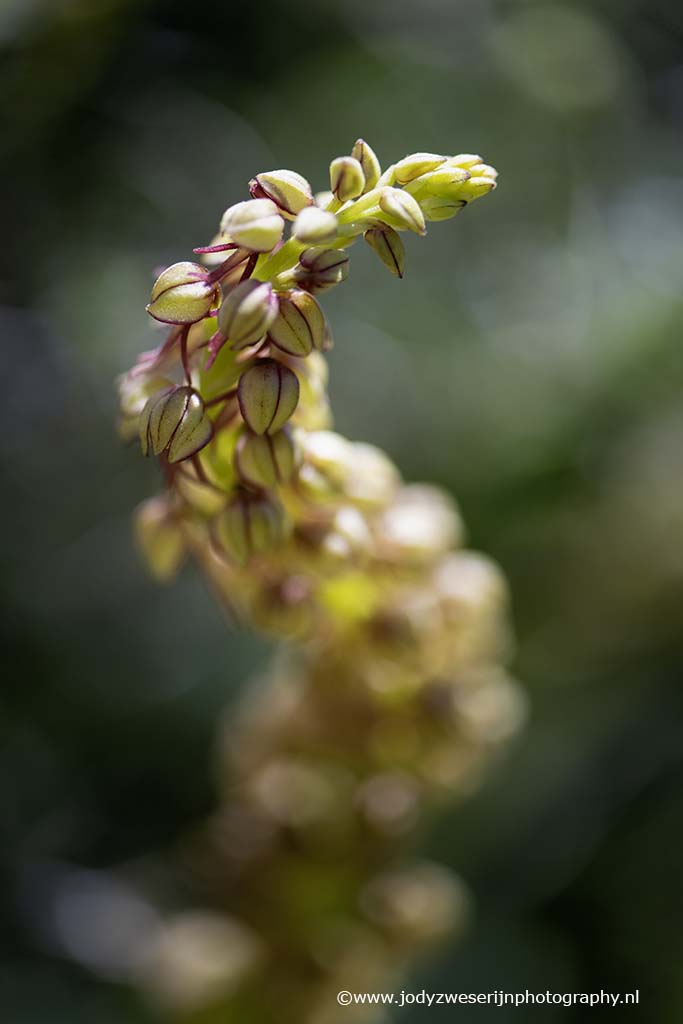 Poppenorchis, Kreta, Griekenland, 14-4-2024