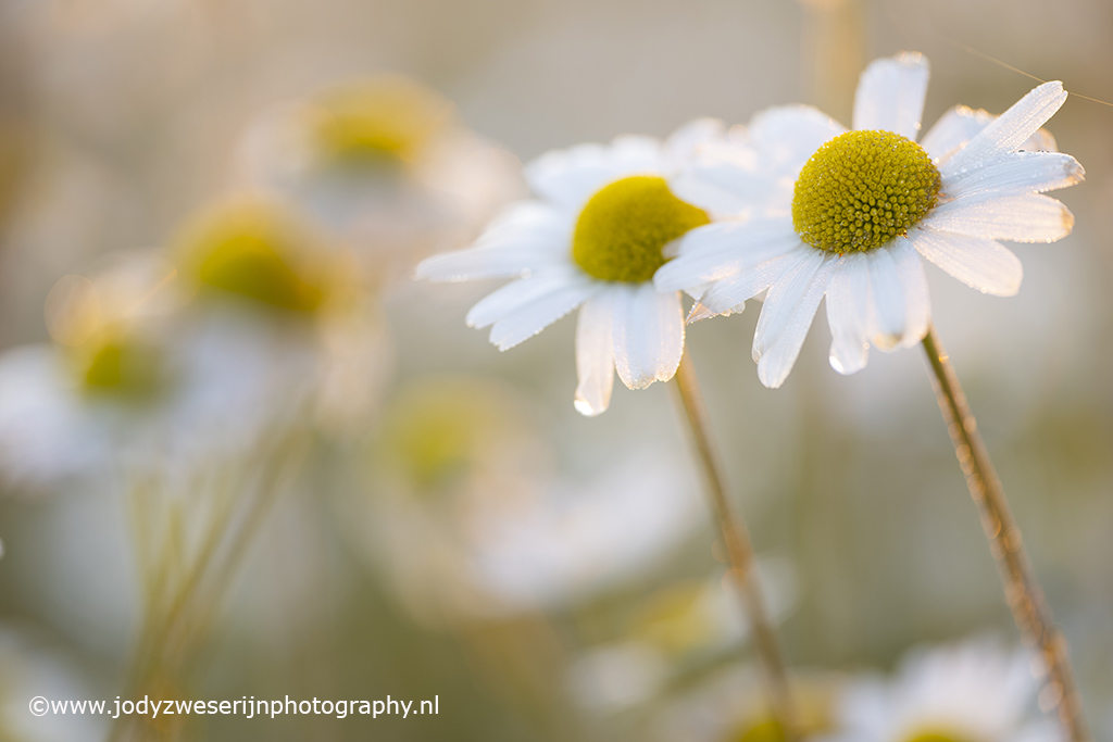 Bloemenveld met margrieten, Brenne, Frankrijk, 5-6-2023