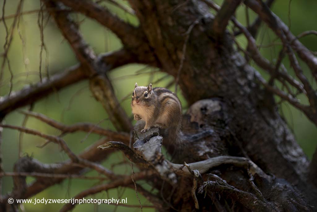Siberische grondeekhoorn, Tilburg, 26-4-2022
